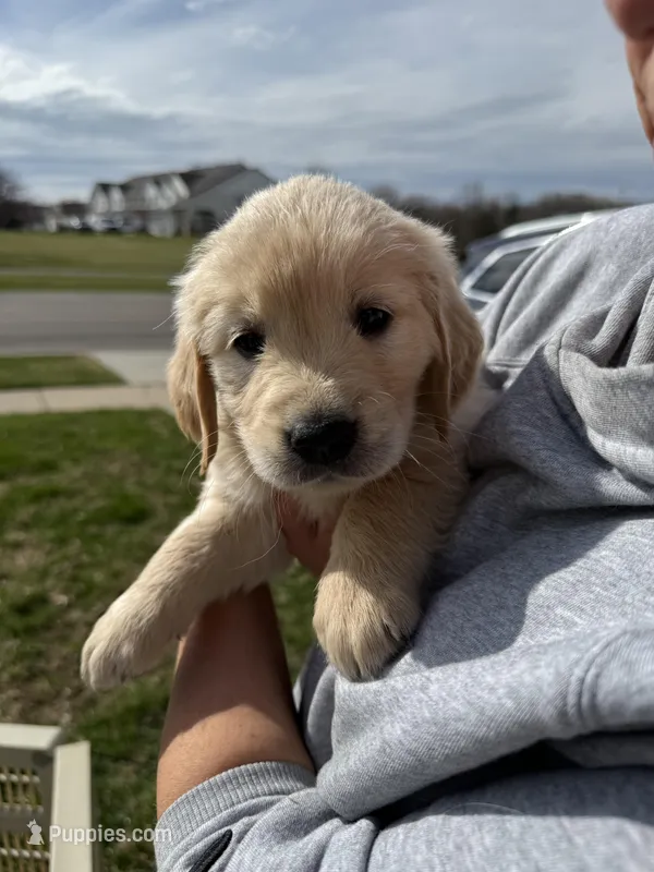 Cream boy – Golden Retriever, English Cream Golden Retriever puppy for sale in Lakeville, MN