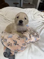 Cream boy, a male Golden Retriever and English Cream Golden Retriever for sale in Lakeville, MN – Photo 4 of 10