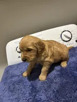 Max, a male Golden Retriever for sale in Saint Cloud, MN – Photo 3 of 6