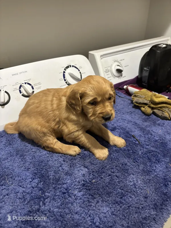 Max, a male Golden Retriever for sale in Saint Cloud, MN – Photo 1 of 6