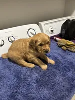 Max, a male Golden Retriever for sale in Saint Cloud, MN – Photo 1 of 6