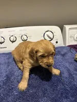 Max, a male Golden Retriever for sale in Saint Cloud, MN – Photo 2 of 6