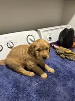 Max, a male Golden Retriever for sale in Saint Cloud, MN – Photo 5 of 6