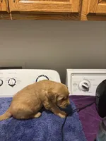 Max, a male Golden Retriever for sale in Saint Cloud, MN – Photo 4 of 6