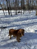 Baby, a female Golden Retriever for sale in Saint Cloud, MN – Photo 4 of 7
