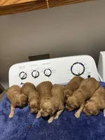 Baby, a female Golden Retriever for sale in Saint Cloud, MN – Photo 3 of 7