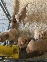Puppy, a  Golden Retriever for sale in Saint Cloud, MN – Photo 6 of 10