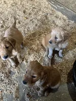 Puppy, a  Golden Retriever for sale in Saint Cloud, MN – Photo 9 of 10