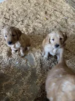 Puppy, a  Golden Retriever for sale in Saint Cloud, MN – Photo 8 of 10
