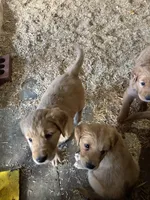 Puppy, a  Golden Retriever for sale in Saint Cloud, MN – Photo 10 of 10