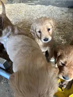 Puppy, a  Golden Retriever for sale in Saint Cloud, MN – Photo 2 of 10