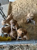 Puppy, a  Golden Retriever for sale in Saint Cloud, MN – Photo 4 of 10