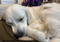 White girl, a female Golden Retriever and English Cream Golden Retriever for sale in Lakeville, MN – Photo 7 of 10