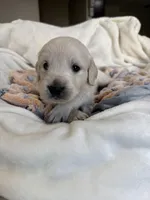 White girl, a female Golden Retriever and English Cream Golden Retriever for sale in Lakeville, MN – Photo 4 of 10