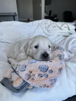White girl, a female Golden Retriever and English Cream Golden Retriever for sale in Lakeville, MN – Photo 5 of 10