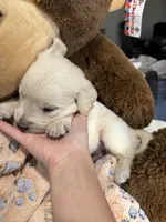 White girl, a female Golden Retriever and English Cream Golden Retriever for sale in Lakeville, MN – Photo 3 of 10