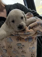 White girl, a female Golden Retriever and English Cream Golden Retriever for sale in Lakeville, MN – Photo 2 of 10