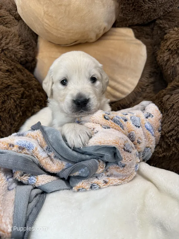 White girl – Golden Retriever, English Cream Golden Retriever puppy for sale in Lakeville, MN