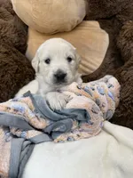White girl, a female Golden Retriever and English Cream Golden Retriever for sale in Lakeville, MN – Photo 1 of 10