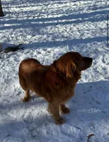 White girl, a female Golden Retriever and English Cream Golden Retriever for sale in Lakeville, MN – Photo 10 of 10
