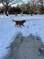 Baby, a male Golden Retriever for sale in Saint Cloud, MN – Photo 5 of 5