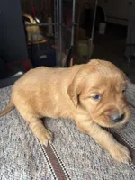 Baby, a male Golden Retriever for sale in Saint Cloud, MN – Photo 2 of 5