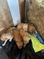 Baby, a male Golden Retriever for sale in Saint Cloud, MN – Photo 3 of 5