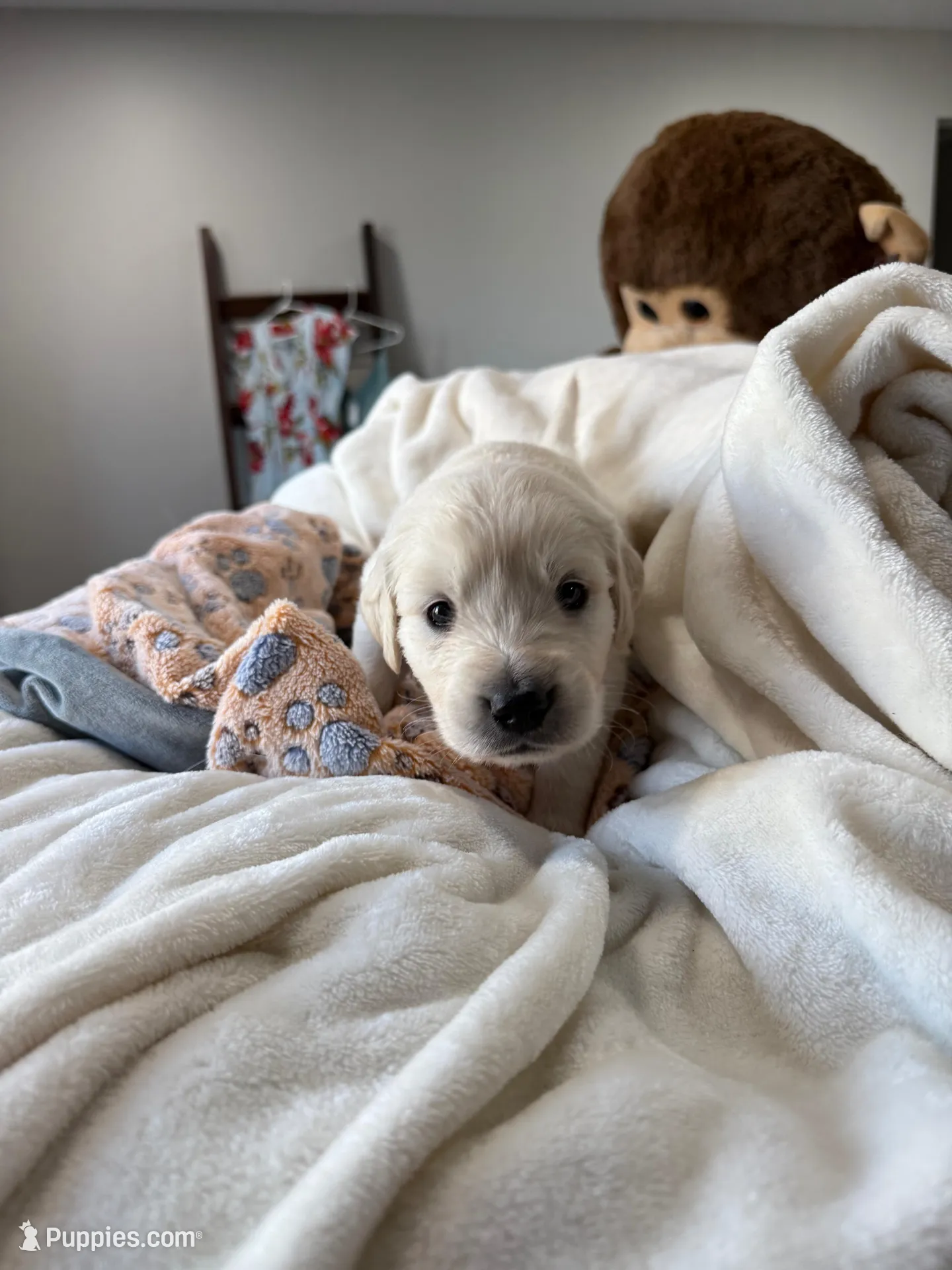 White boy, a male Golden Retriever and English Cream Golden Retriever for sale in Lakeville, MN – Photo 3 of 10