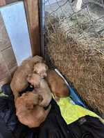 Puppy , a female Golden Retriever for sale in Saint Cloud, MN – Photo 6 of 6