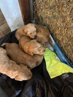 Puppy , a female Golden Retriever for sale in Saint Cloud, MN – Photo 3 of 6