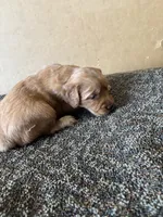 Puppy , a female Golden Retriever for sale in Saint Cloud, MN – Photo 1 of 6