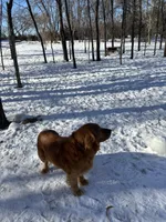Puppy , a female Golden Retriever for sale in Saint Cloud, MN – Photo 4 of 6