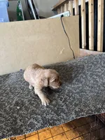 Puppy , a female Golden Retriever for sale in Saint Cloud, MN – Photo 2 of 6