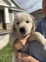 White boy, a male Golden Retriever and English Cream Golden Retriever for sale in Lakeville, MN – Photo 3 of 10