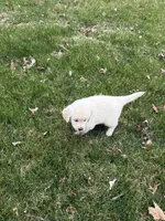 White boy, a male Golden Retriever and English Cream Golden Retriever for sale in Lakeville, MN – Photo 4 of 10