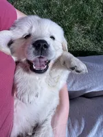 White boy, a male Golden Retriever and English Cream Golden Retriever for sale in Lakeville, MN – Photo 6 of 10