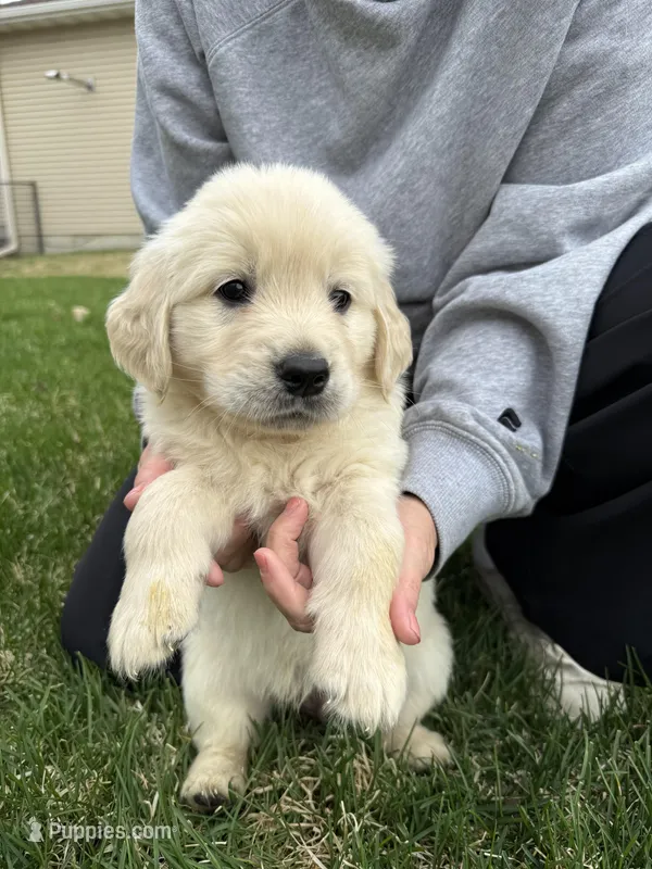 White boy, a male Golden Retriever and English Cream Golden Retriever for sale in Lakeville, MN – Photo 1 of 10