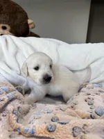 Sweet boy, a male Golden Retriever and English Cream Golden Retriever for sale in Lakeville, MN – Photo 3 of 9