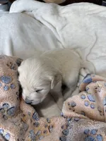 Sweet boy, a male Golden Retriever and English Cream Golden Retriever for sale in Lakeville, MN – Photo 5 of 9