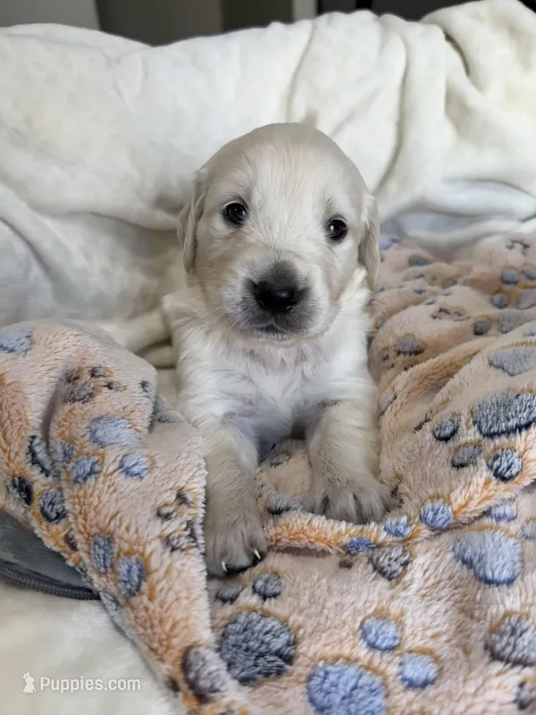 Sweet boy, a male Golden Retriever and English Cream Golden Retriever for sale in Lakeville, MN – Photo 1 of 9