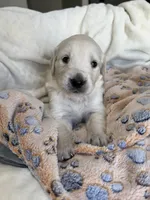 Sweet boy, a male Golden Retriever and English Cream Golden Retriever for sale in Lakeville, MN – Photo 1 of 9