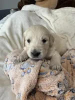 Sweet boy, a male Golden Retriever and English Cream Golden Retriever for sale in Lakeville, MN – Photo 2 of 9