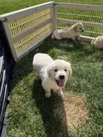 White boy, a male Golden Retriever and English Cream Golden Retriever for sale in Lakeville, MN – Photo 2 of 10