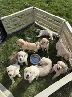 White boy, a male Golden Retriever and English Cream Golden Retriever for sale in Lakeville, MN – Photo 5 of 10