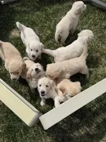Taupe boy, a male Golden Retriever and English Cream Golden Retriever for sale in Lakeville, MN – Photo 3 of 10