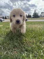 Taupe boy, a male Golden Retriever and English Cream Golden Retriever for sale in Lakeville, MN – Photo 2 of 10