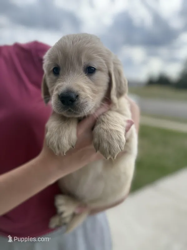 Taupe boy – Golden Retriever, English Cream Golden Retriever puppy for sale in Lakeville, MN