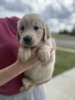 Taupe boy, a male Golden Retriever and English Cream Golden Retriever for sale in Lakeville, MN – Photo 1 of 10