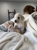 White boy, a male Golden Retriever and English Cream Golden Retriever for sale in Lakeville, MN – Photo 5 of 10