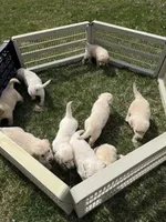 Taupe boy, a male Golden Retriever and English Cream Golden Retriever for sale in Lakeville, MN – Photo 4 of 10